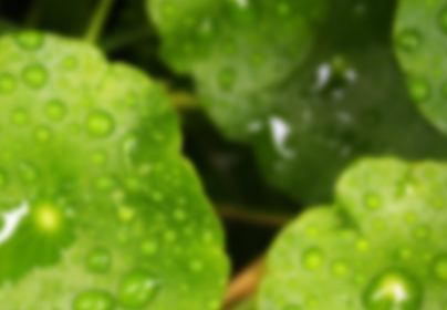 热带植物长太高了怎么办？5个实用修剪技巧助你轻松控制高度